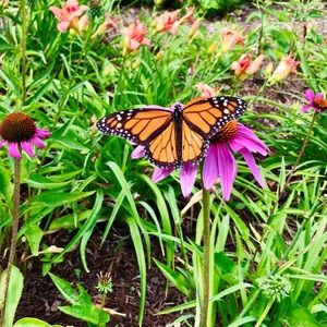 Meet your Posher, Kate